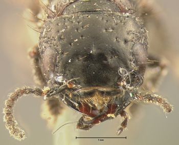 Media type: image;   Entomology 7327 Aspect: head dorsal view